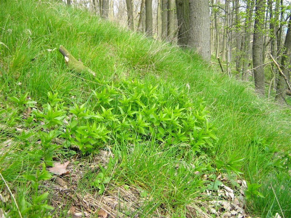 Mercurialis perennis, Bingelkraut am auf dem Rotstein.