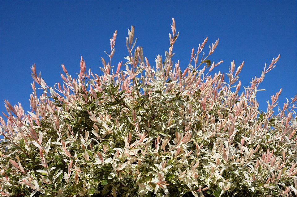 Salix integra ‘Hakuro nishiki’