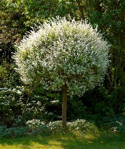 Salix integra ‘Hakuro nishiki’