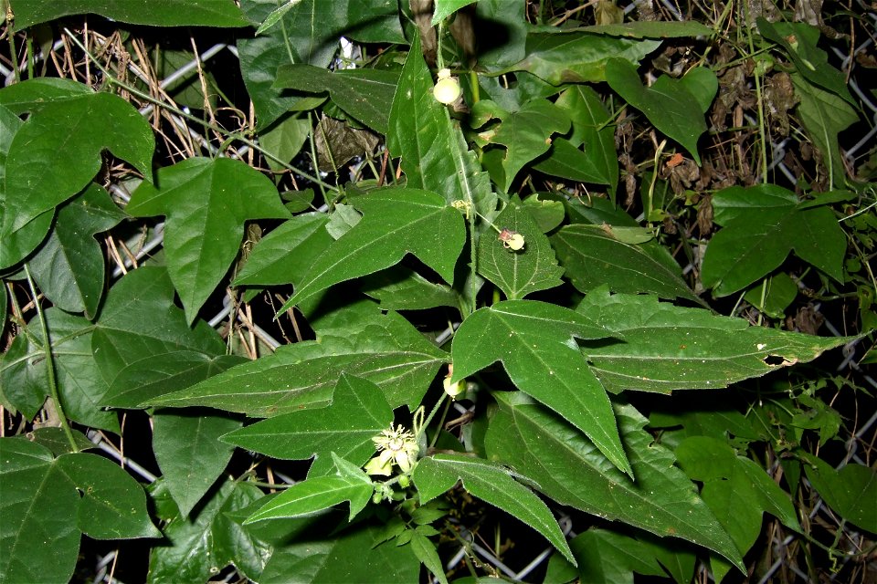 Passiflora suberosa