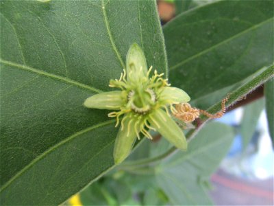 Passiflora suberosa, picture taken at Passiflorahoeve in Harskamp, The Netherlands