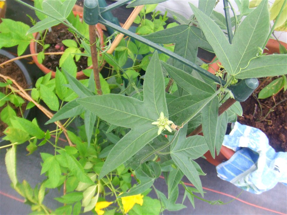 Passiflora suberosa, picture taken at Passiflorahoeve in Harskamp, The Netherlands