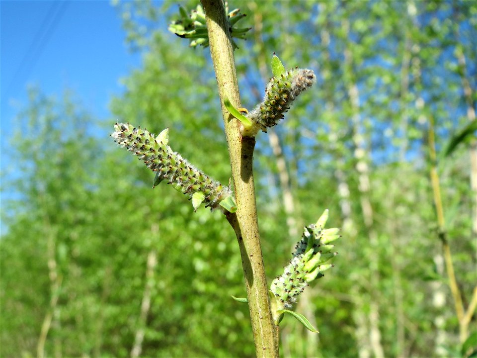 Purpur-Weide (Salix purpurea) am Erlichsee bei Oberhausen-Rheinhausen