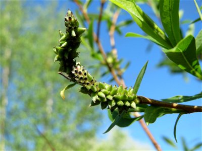 Purpur-Weide (Salix purpurea) am Erlichsee bei Oberhausen-Rheinhausen