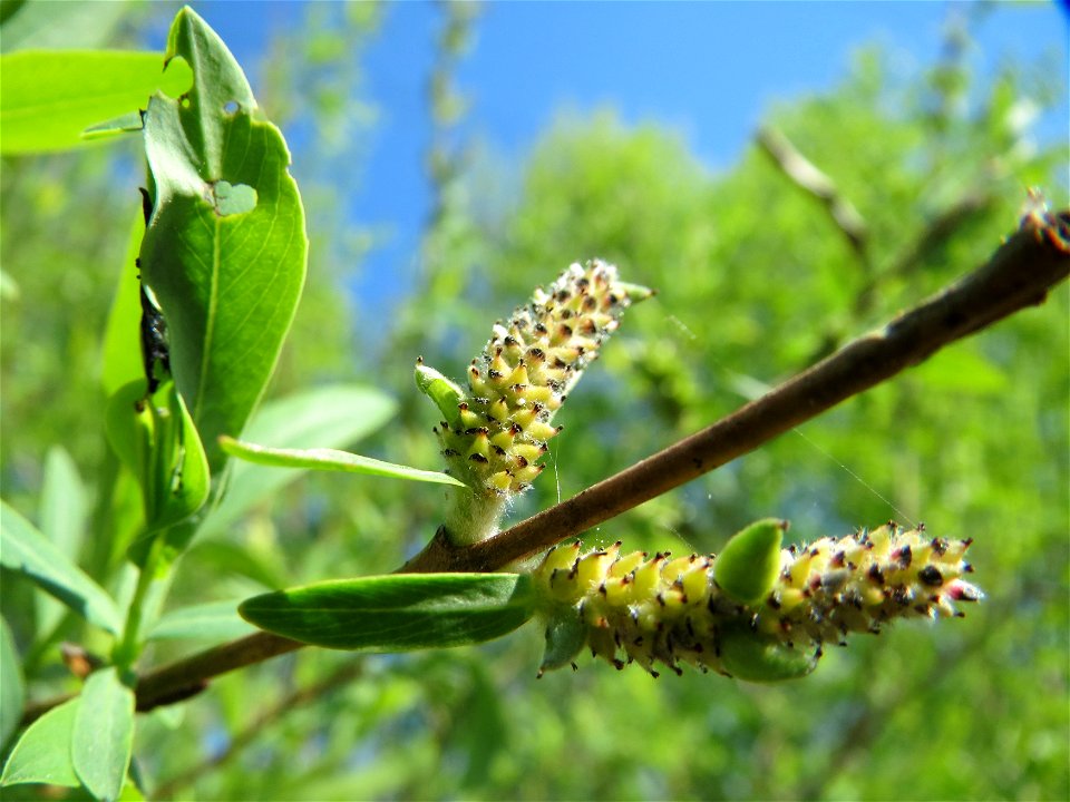 Purpur-Weide (Salix purpurea) am Erlichsee bei Oberhausen-Rheinhausen