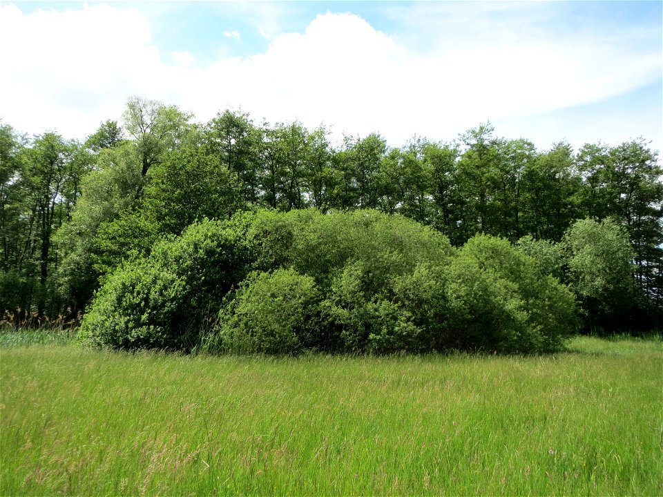 Purpur-Weide (Salix purpurea) im Naturschutzgebiet Bachwiesen/Leopoldswiesen im Hockenheimer Rheinbogen