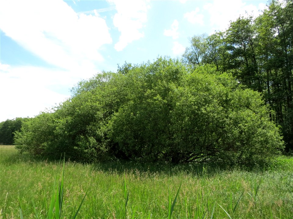Purpur-Weide (Salix purpurea) im Naturschutzgebiet Bachwiesen/Leopoldswiesen im Hockenheimer Rheinbogen