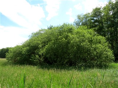 Purpur-Weide (Salix purpurea) im Naturschutzgebiet Bachwiesen/Leopoldswiesen im Hockenheimer Rheinbogen