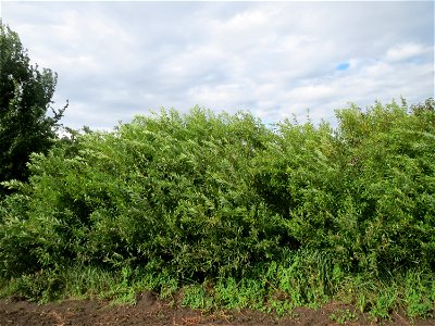 Purpur-Weide (Salix purpurea) im Hockenheimer Rheinbogen