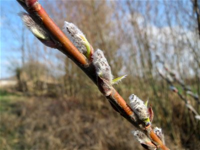 Purpur-Weide (Salix purpurea) im Hockenheimer Rheinbogen