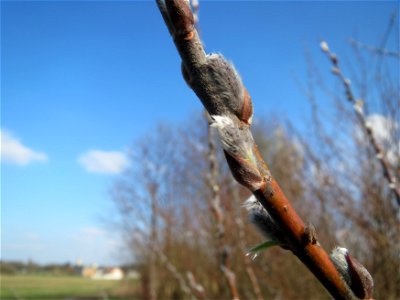 Purpur-Weide (Salix purpurea) im Hockenheimer Rheinbogen
