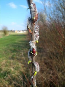 Purpur-Weide (Salix purpurea) im Hockenheimer Rheinbogen