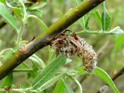 Purpur-Weide (Salix purpurea) im Naturschutzgebiet Bachwiesen/Leopoldswiesen im Hockenheimer Rheinbogen