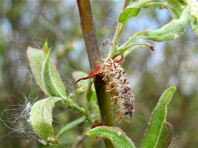 Purpur-Weide (Salix purpurea) im Naturschutzgebiet Bachwiesen/Leopoldswiesen im Hockenheimer Rheinbogen