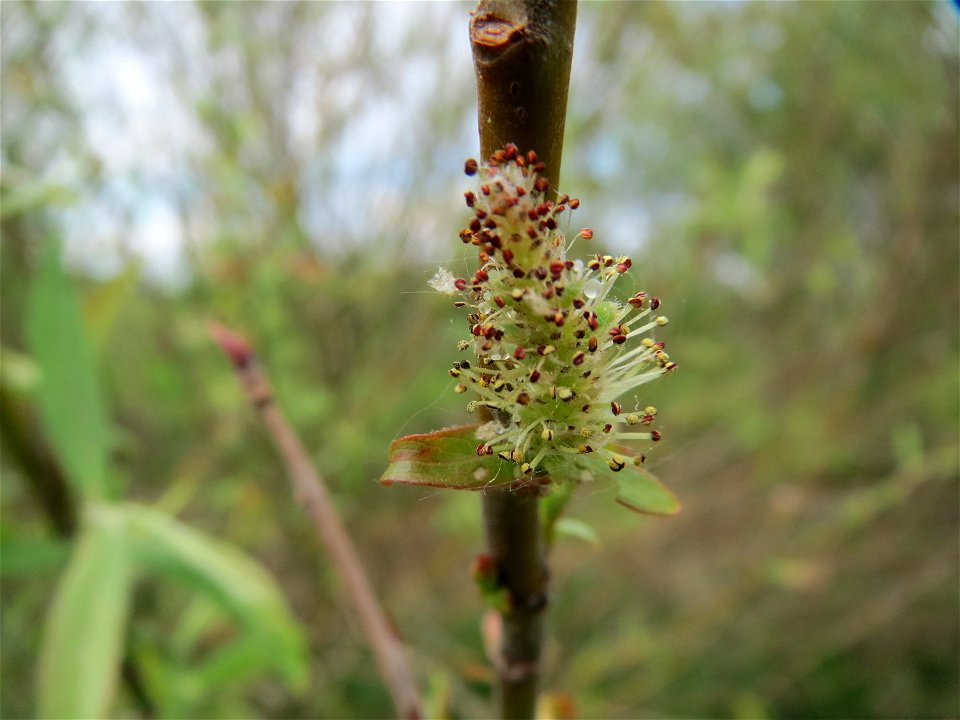 Purpur-Weide (Salix purpurea) im Naturschutzgebiet Bachwiesen/Leopoldswiesen im Hockenheimer Rheinbogen