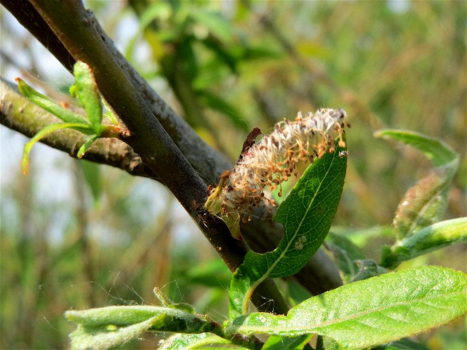Purpur-Weide (Salix purpurea) im Naturschutzgebiet Bachwiesen/Leopoldswiesen im Hockenheimer Rheinbogen