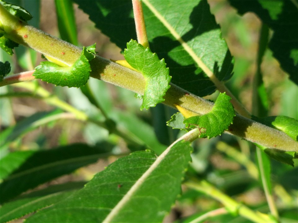 Purpur-Weide (Salix purpurea) im Naturschutzgebiet Bachwiesen/Leopoldswiesen im Hockenheimer Rheinbogen