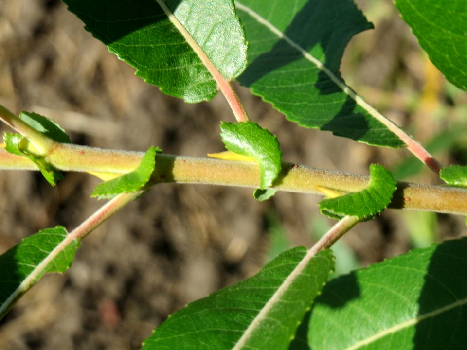 Purpur-Weide (Salix purpurea) im Naturschutzgebiet Bachwiesen/Leopoldswiesen im Hockenheimer Rheinbogen