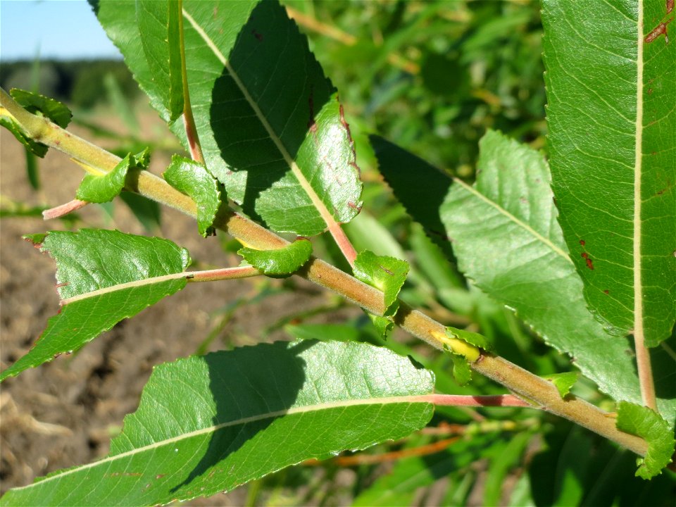 Purpur-Weide (Salix purpurea) im Naturschutzgebiet Bachwiesen/Leopoldswiesen im Hockenheimer Rheinbogen