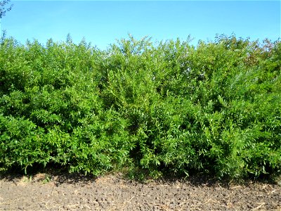 Purpur-Weide (Salix purpurea) im Naturschutzgebiet Bachwiesen/Leopoldswiesen im Hockenheimer Rheinbogen