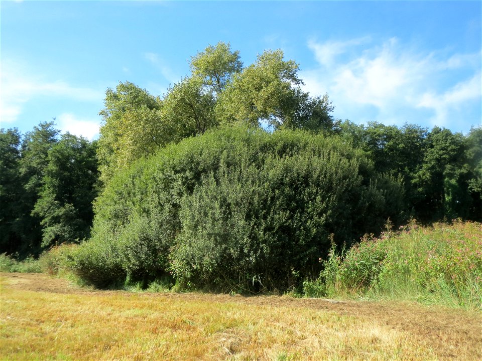 Purpur-Weide (Salix purpurea) im Naturschutzgebiet Bachwiesen/Leopoldswiesen im Hockenheimer Rheinbogen - das größte mir bekannte Exemplar in dieser Gegend