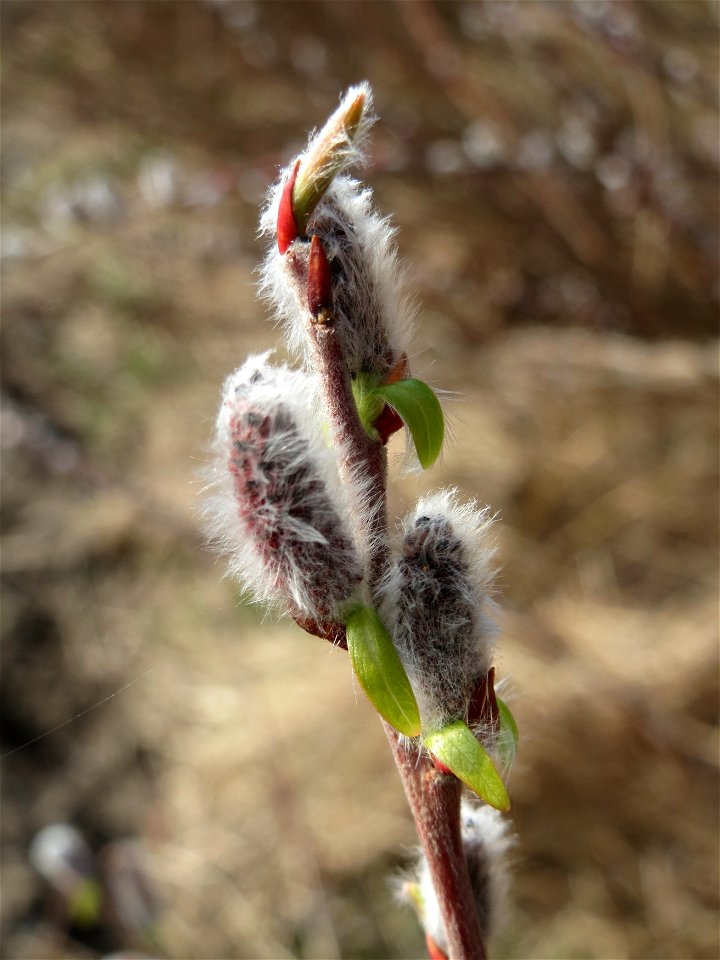 Purpur-Weide (Salix purpurea) im Hockenheimer Rheinbogen