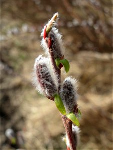 Purpur-Weide (Salix purpurea) im Hockenheimer Rheinbogen