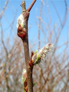 Purpur-Weide (Salix purpurea) im Hockenheimer Rheinbogen