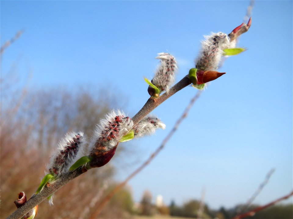 Purpur-Weide (Salix purpurea) im Hockenheimer Rheinbogen