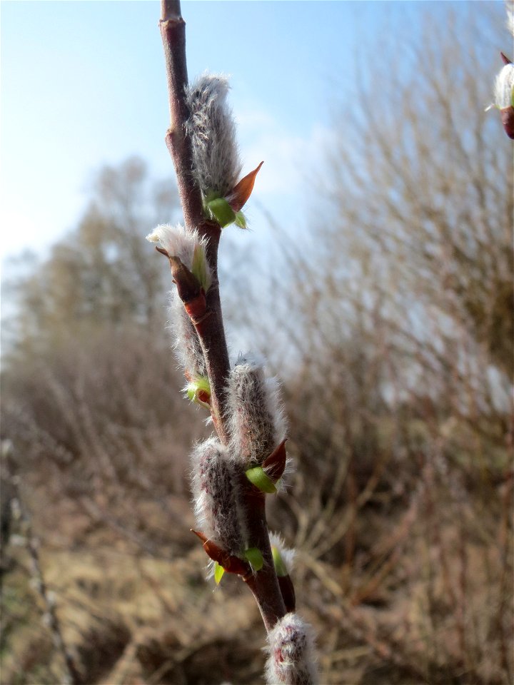 Purpur-Weide (Salix purpurea) im Hockenheimer Rheinbogen