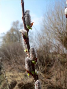 Purpur-Weide (Salix purpurea) im Hockenheimer Rheinbogen