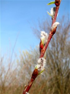 Purpur-Weide (Salix purpurea) im Hockenheimer Rheinbogen