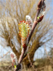 Purpur-Weide (Salix purpurea) im Hockenheimer Rheinbogen