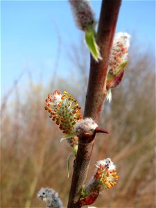 Purpur-Weide (Salix purpurea) im Hockenheimer Rheinbogen