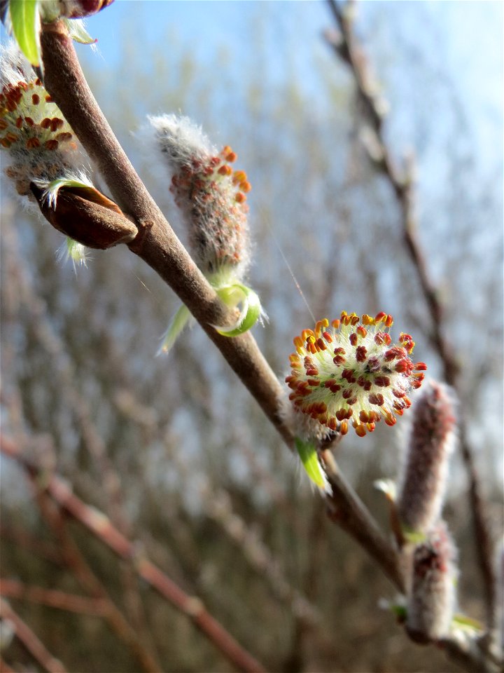 Purpur-Weide (Salix purpurea) im Hockenheimer Rheinbogen