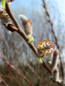 Purpur-Weide (Salix purpurea) im Hockenheimer Rheinbogen