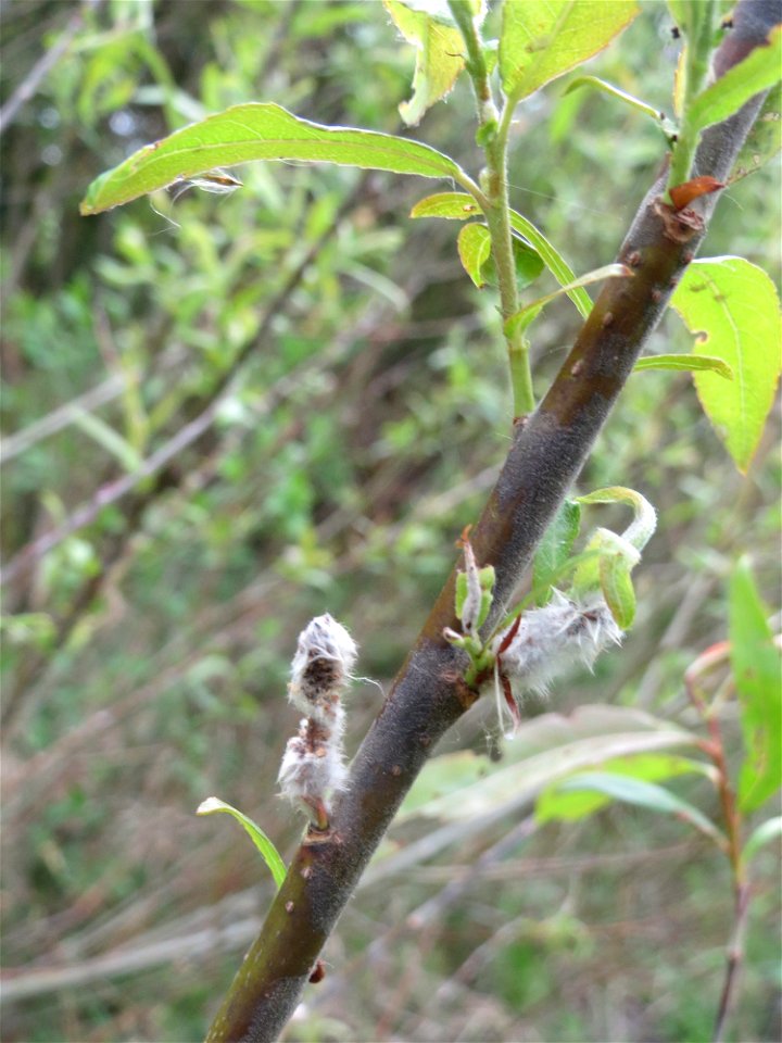 Verblühte Kätzchen der seltenen Purpur-Weide (Salix purpurea) im Naturschutzgebiet „Bachwiesen/Leopoldswiesen“ im Hockenheimer Rheinbogen