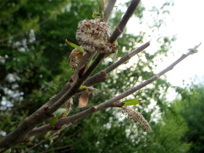 Verblühte Kätzchen der seltenen Purpur-Weide (Salix purpurea) im Naturschutzgebiet „Bachwiesen/Leopoldswiesen“ im Hockenheimer Rheinbogen