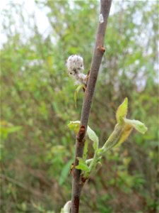 Verblühte Kätzchen der seltenen Purpur-Weide (Salix purpurea) im Naturschutzgebiet „Bachwiesen/Leopoldswiesen“ im Hockenheimer Rheinbogen - an diesem Standort gibt es auf engstem Raum vier verschieden