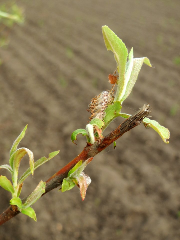 Verblühte Kätzchen der seltenen Purpur-Weide (Salix purpurea) im Naturschutzgebiet „Bachwiesen/Leopoldswiesen“ im Hockenheimer Rheinbogen - an diesem Standort gibt es auf engstem Raum vier verschieden