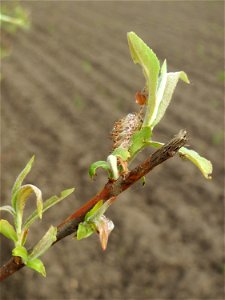Verblühte Kätzchen der seltenen Purpur-Weide (Salix purpurea) im Naturschutzgebiet „Bachwiesen/Leopoldswiesen“ im Hockenheimer Rheinbogen - an diesem Standort gibt es auf engstem Raum vier verschieden