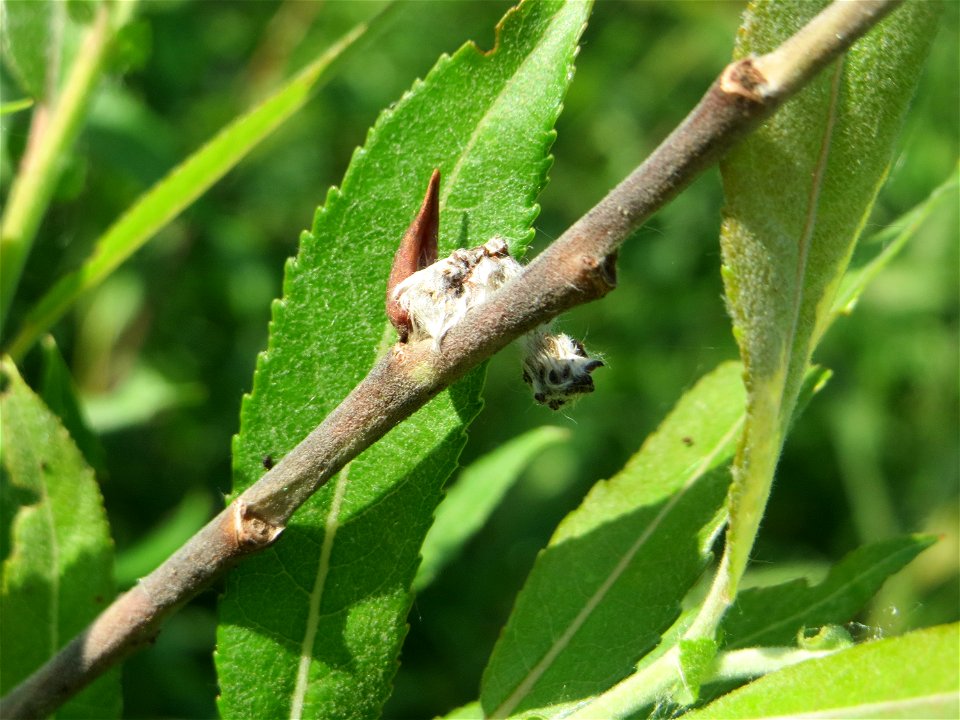 Purpur-Weide (Salix purpurea) im Naturschutzgebiet „Bachwiesen/Leopoldswiesen“ im Hockenheimer Rheinbogen