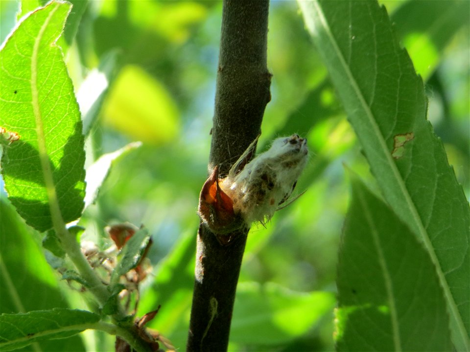Purpur-Weide (Salix purpurea) im Naturschutzgebiet „Bachwiesen/Leopoldswiesen“ im Hockenheimer Rheinbogen