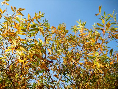 Die eher seltene Purpur-Weide (Salix purpurea) im Naturschutzgebiet „Bachwiesen/Leopoldswiesen“ im Hockenheimer Rheinbogen - charakteristisch sind die rötlichen Knospen und Äste