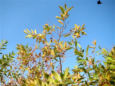 Die eher seltene Purpur-Weide (Salix purpurea) im Naturschutzgebiet „Bachwiesen/Leopoldswiesen“ im Hockenheimer Rheinbogen - charakteristisch sind die rötlichen Knospen und Äste