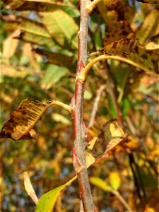 Die eher seltene Purpur-Weide (Salix purpurea) im Naturschutzgebiet „Bachwiesen/Leopoldswiesen“ im Hockenheimer Rheinbogen - charakteristisch sind die rötlichen Knospen und Äste