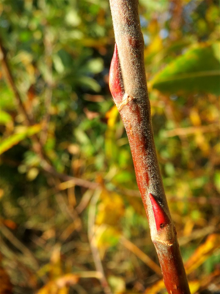 Die eher seltene Purpur-Weide (Salix purpurea) im Naturschutzgebiet „Bachwiesen/Leopoldswiesen“ im Hockenheimer Rheinbogen - charakteristisch sind die rötlichen Knospen und Äste