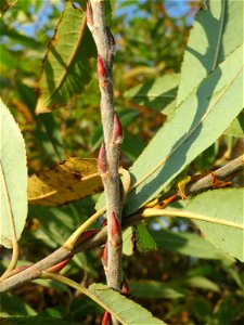 Purpur-Weide (Salix purpurea) im Naturschutzgebiet „Bachwiesen/Leopoldswiesen“ im Hockenheimer Rheinbogen - charakteristisch sind die rötlichen Knospen