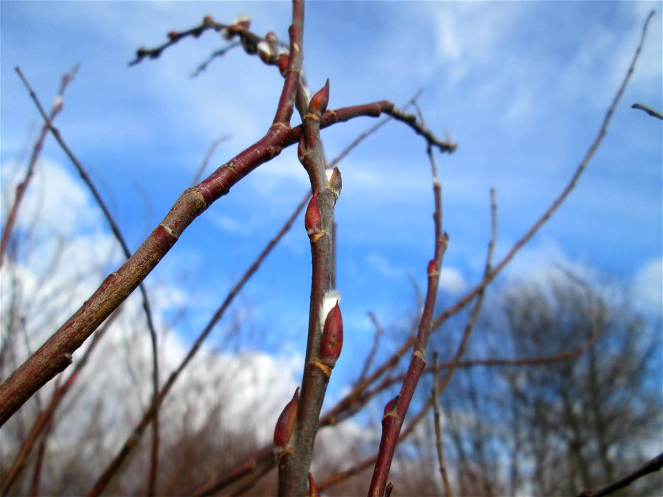Purpur-Weide (Salix purpurea) im Hockenheimer Rheinbogen