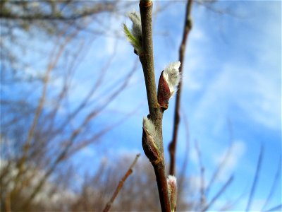 Purpur-Weide (Salix purpurea) im Hockenheimer Rheinbogen